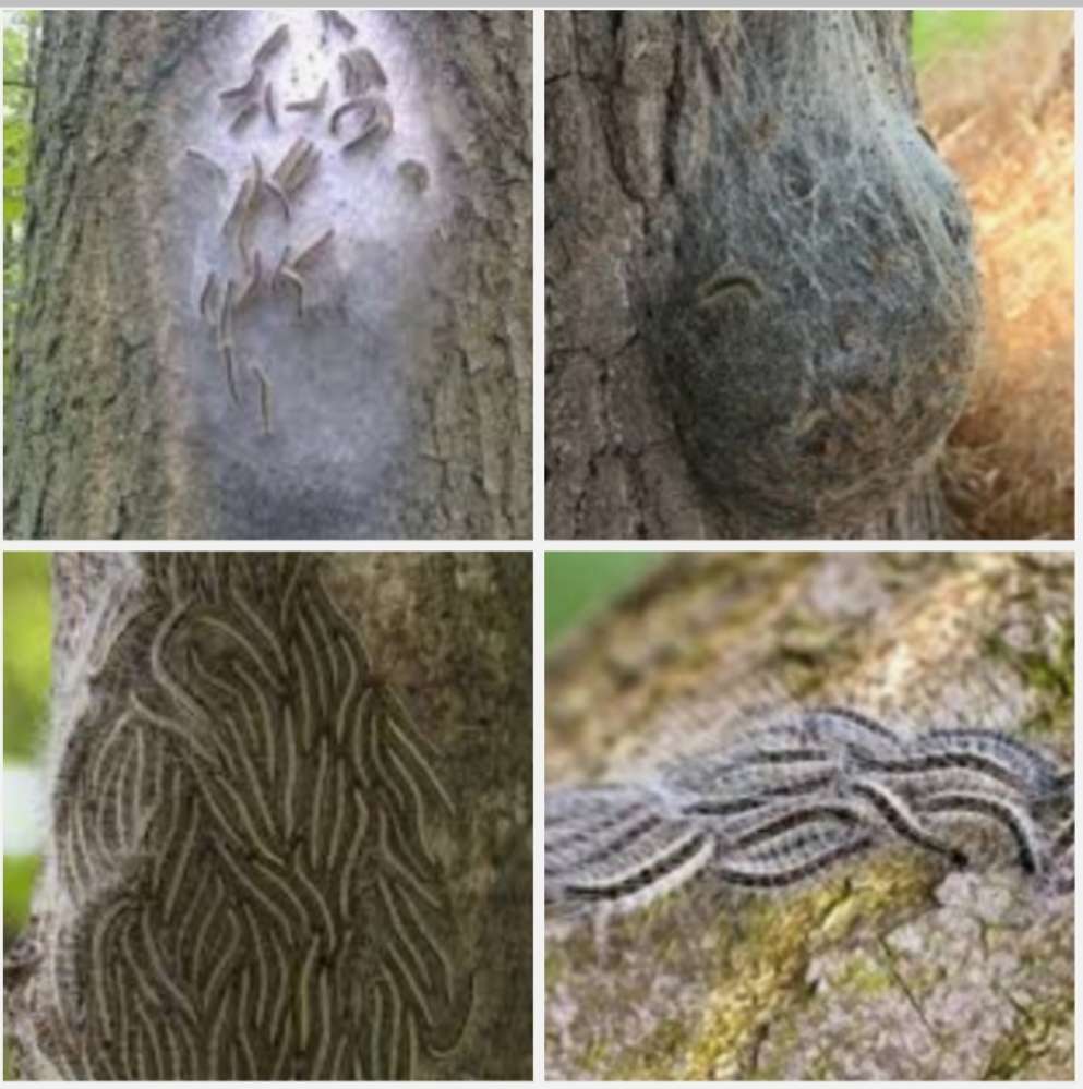 Giftköder-Eichenprozessionsspinnen-Profilbild