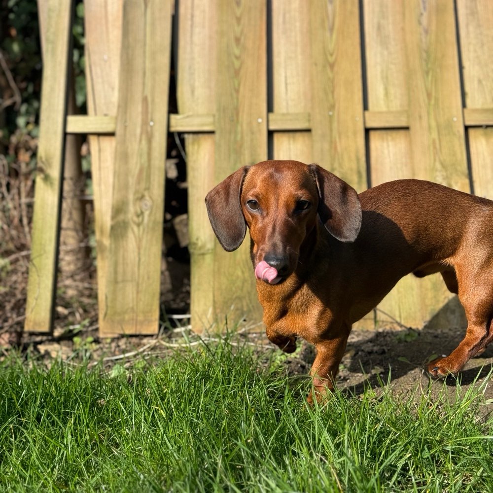 Hundetreffen-Spiel treffen-Profilbild