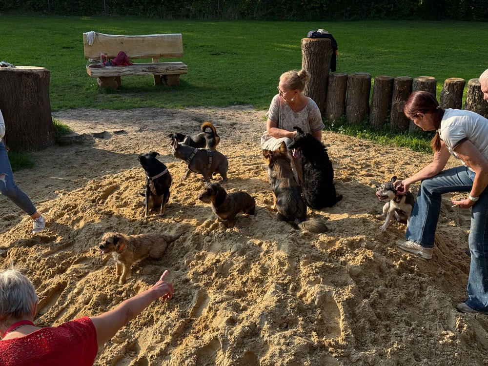 Hundetreffen-Klein aber Oho Wau 🐾🐾-Profilbild