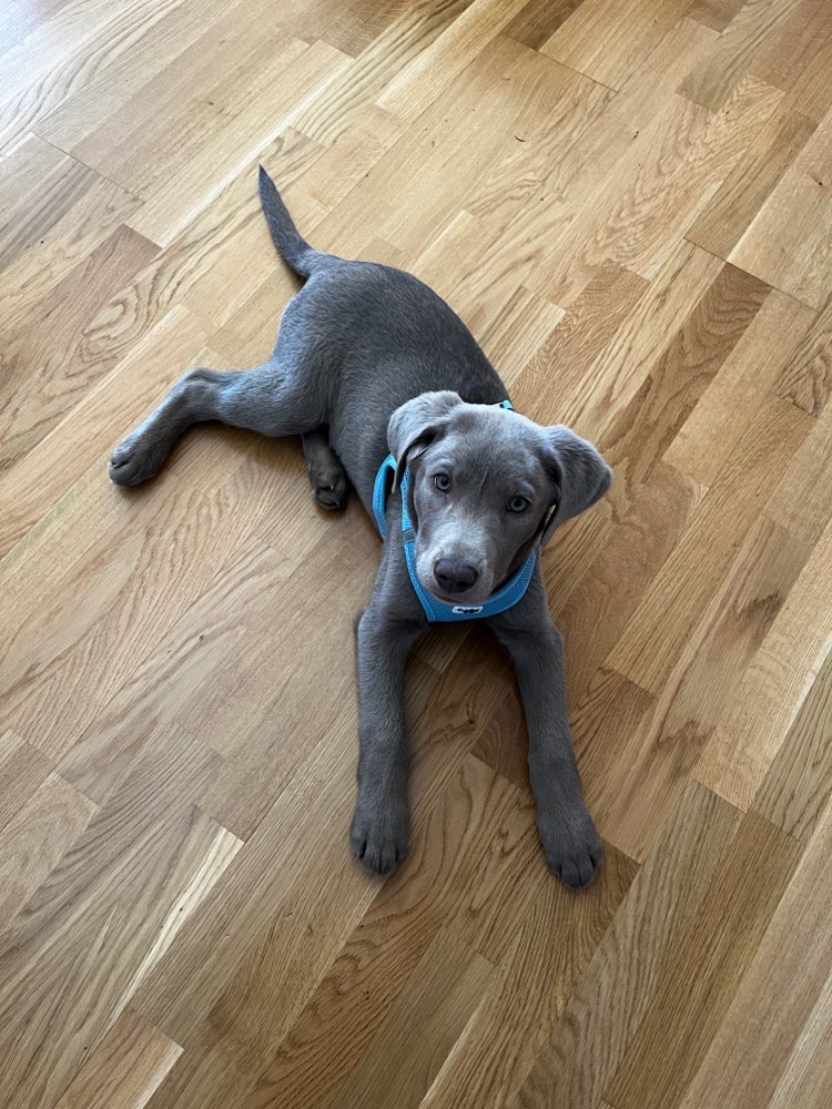 Hundetreffen-Welpentreffen beim Whördbad-Profilbild