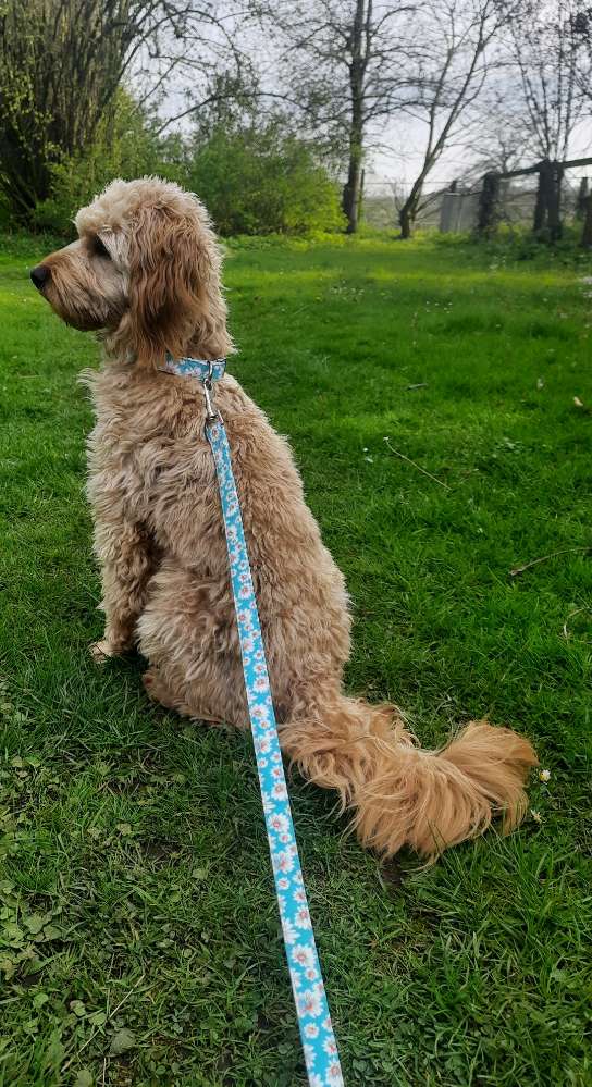 Hundetreffen-Spielrunde mit größerem Hund-Profilbild