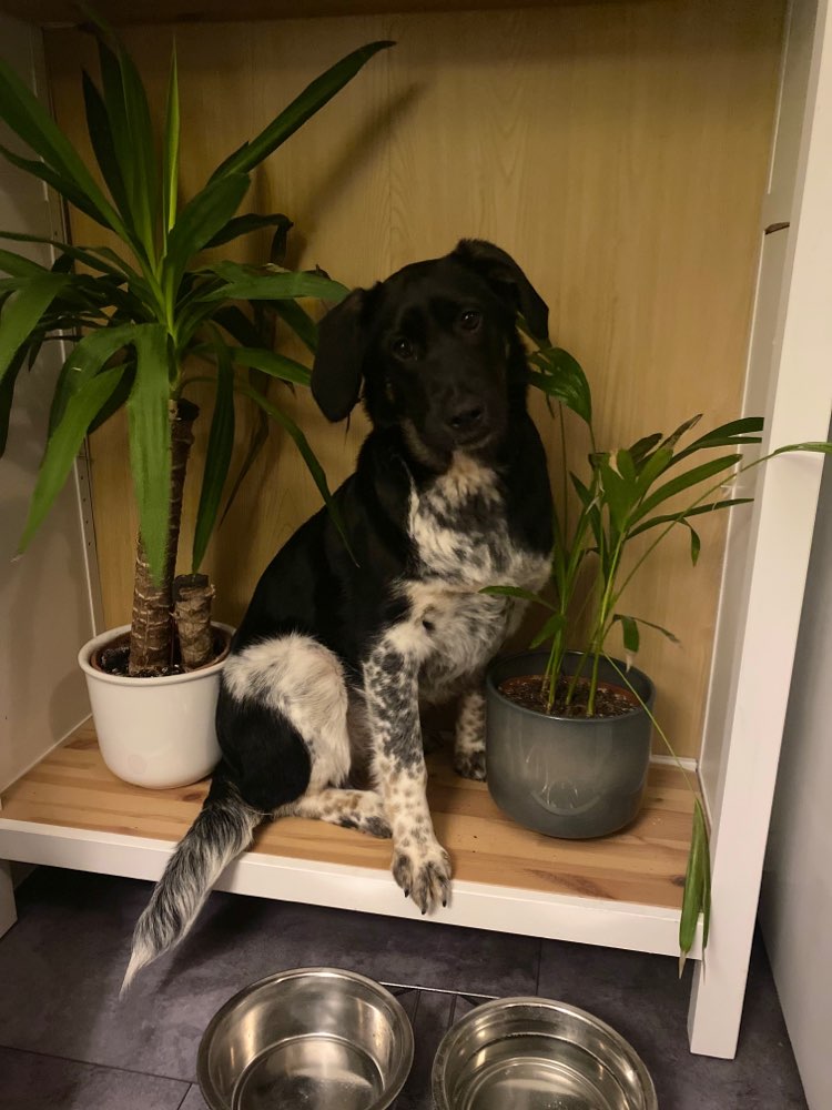 Hundetreffen-Kyra sucht Spielkameraden-Profilbild