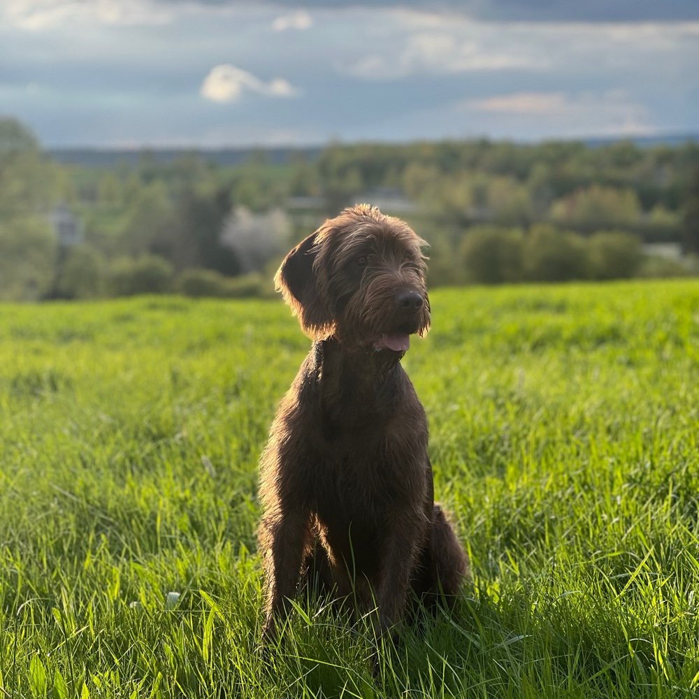 Hundetreffen-Treffen zum Gassi gehen und toben-Profilbild