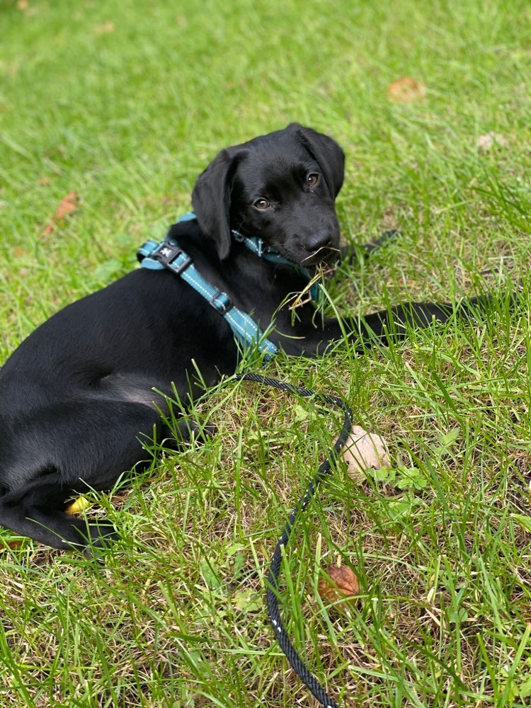 Hundetreffen-Hat du Lust raus zu kommen?-Profilbild