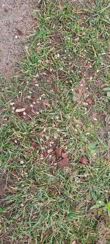 Giftköder-Merkwürdiges "Futter" auf Feldweg-Profilbild