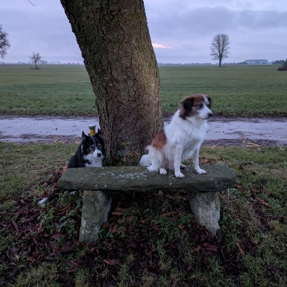 Hundetreffen-Gassirunde nach Absprache-Profilbild