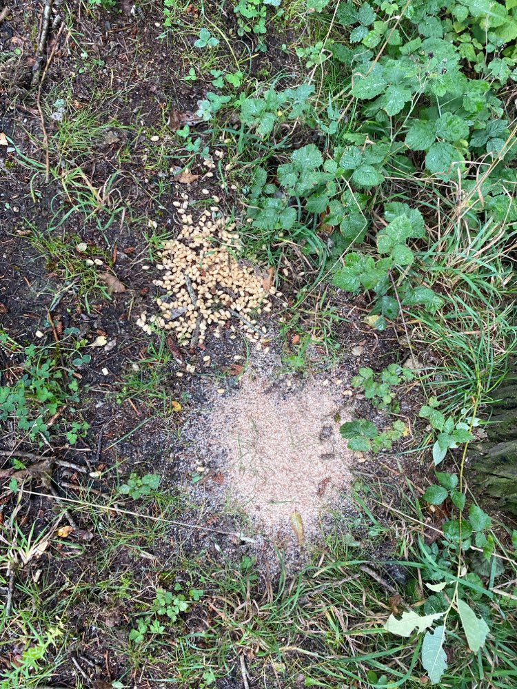 Giftköder-Evtl Giftköder-Profilbild