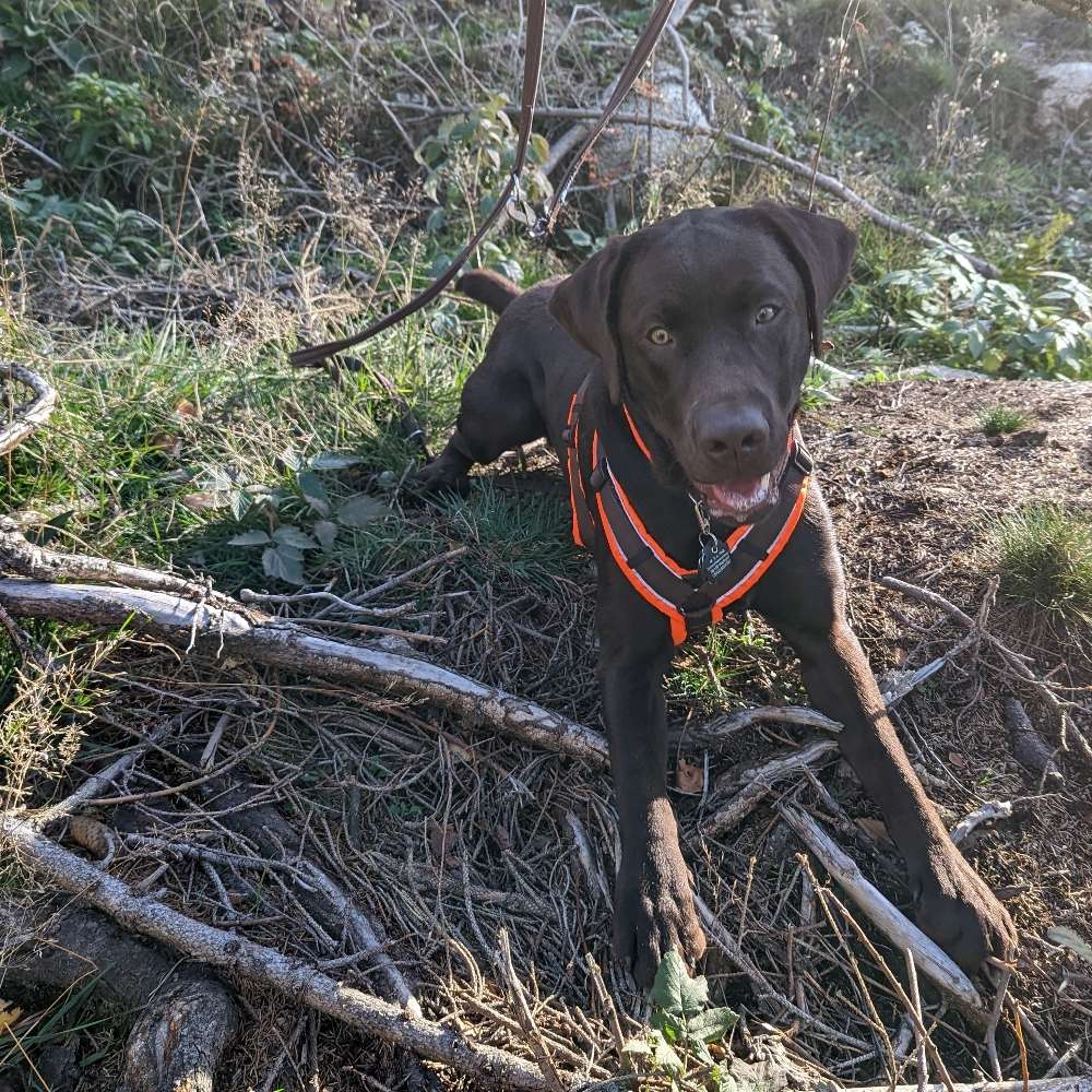 Hundetreffen-Treffen für Gassirunden, Training und Spieleinheiten-Profilbild