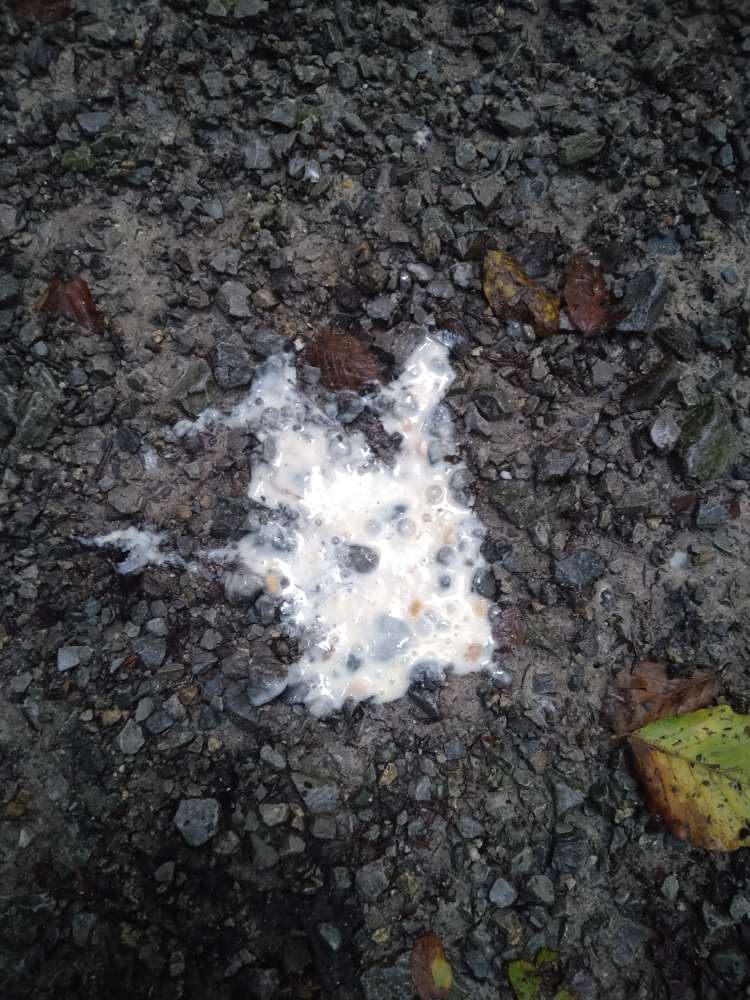 Giftköder-verdächtige Joghurt(?)-Klekse-Profilbild