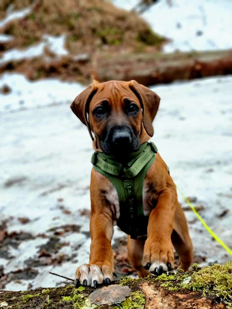 Hundetreffen-Hundefreund für regelmäßige Treffen gesucht-Profilbild
