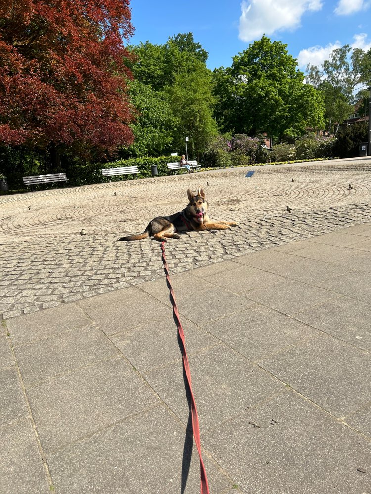 Hundetreffen-Spielrunde-Profilbild