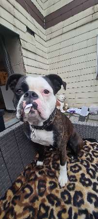 Hundetreffen-Raus aus dem Alltag-Profilbild