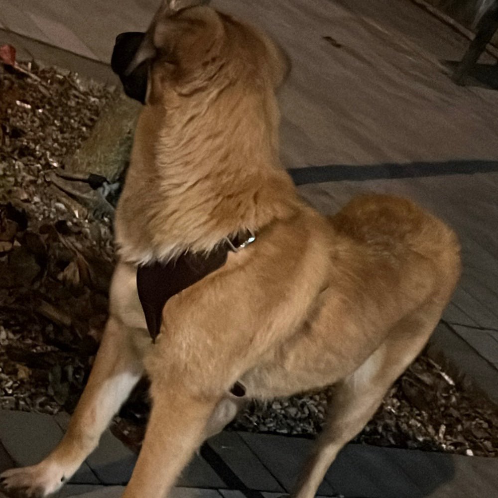 Hundetreffen-Gassi runde-Profilbild