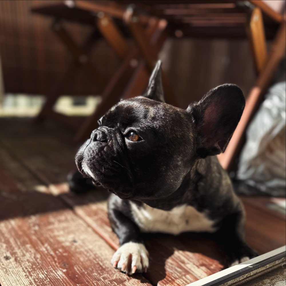 Hundetreffen-Spazieren & Spielen-Profilbild