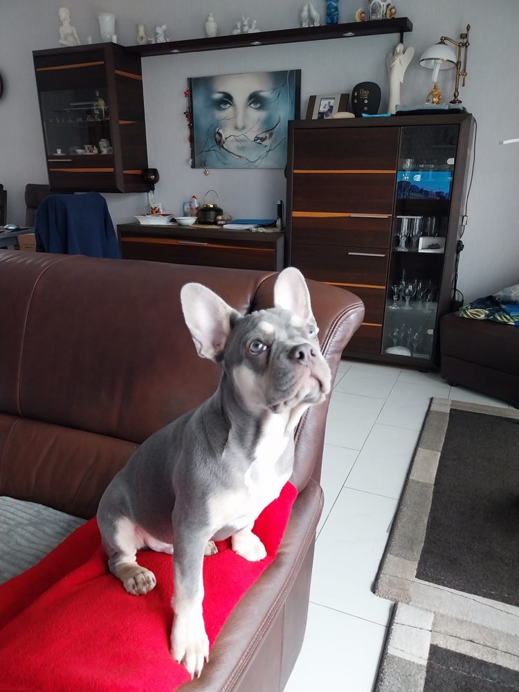 Hundetreffen-Junghunde Treffen in Boffzen Hundewiese-Profilbild