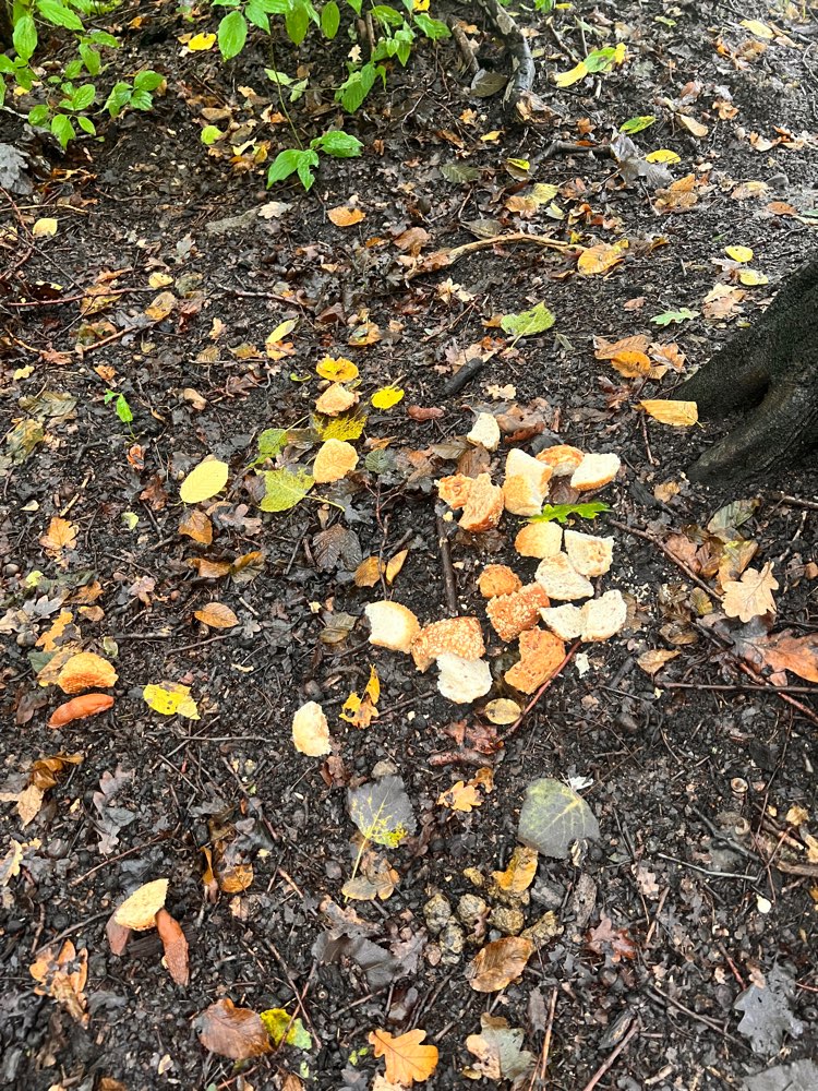 Giftköder-Brotstücke-Profilbild