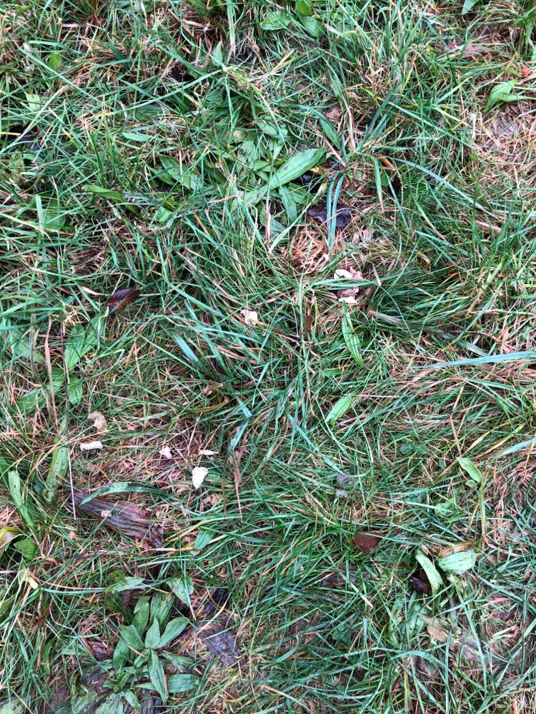 Giftköder-Frau verteilt undefinierbares Zeug-Profilbild