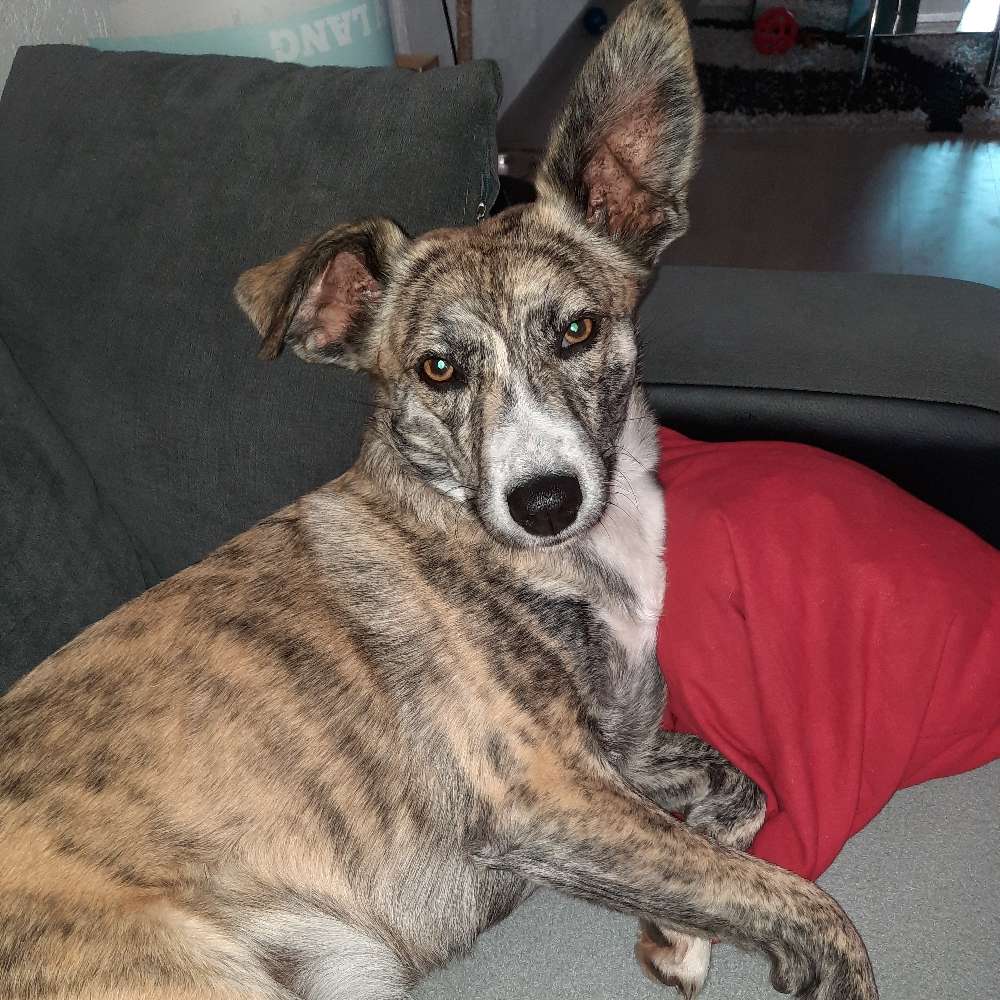 Hundetreffen-Wir suchen neue Spiel und Gassifreunde-Profilbild