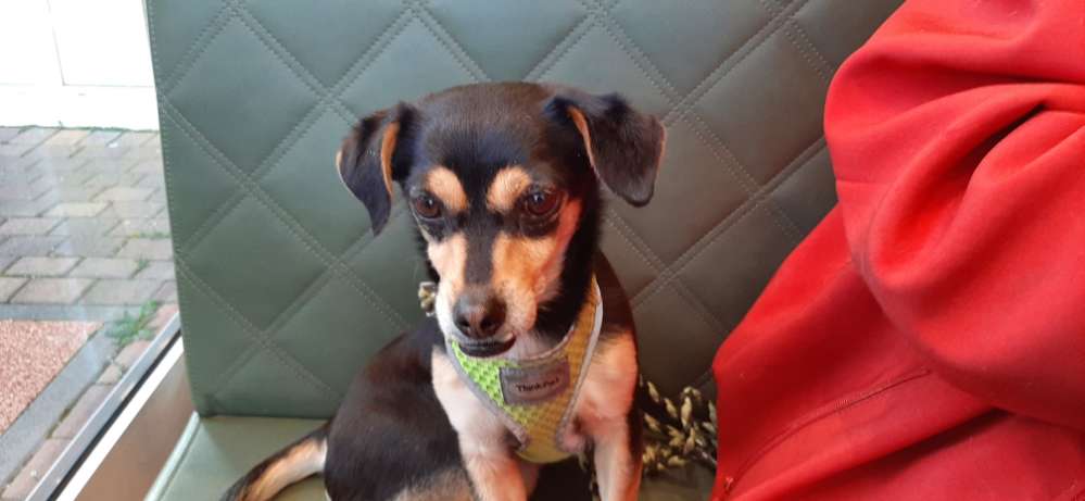 Hundetreffen-Gassirunde Bad Emstal-Profilbild