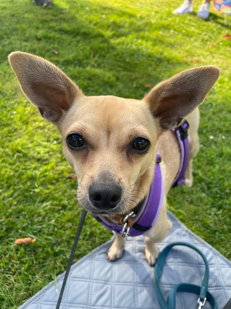 Hundetreffen-Social Walk-Profilbild