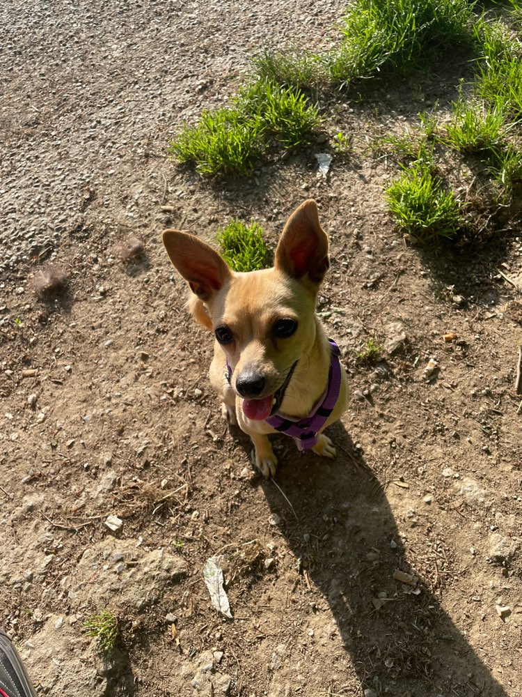 Hundetreffen-Social Walk-Profilbild