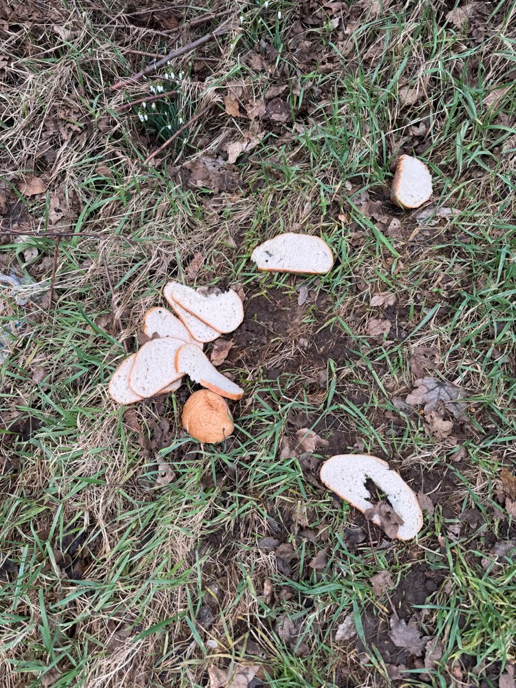 Giftköder-Erneut Essen ausgelegt.-Profilbild