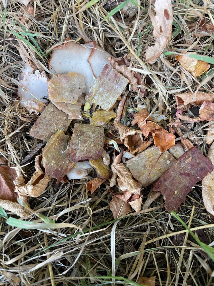 Giftköder-Vermutlich Giftköder-ausgelegtes Fleisch-Profilbild