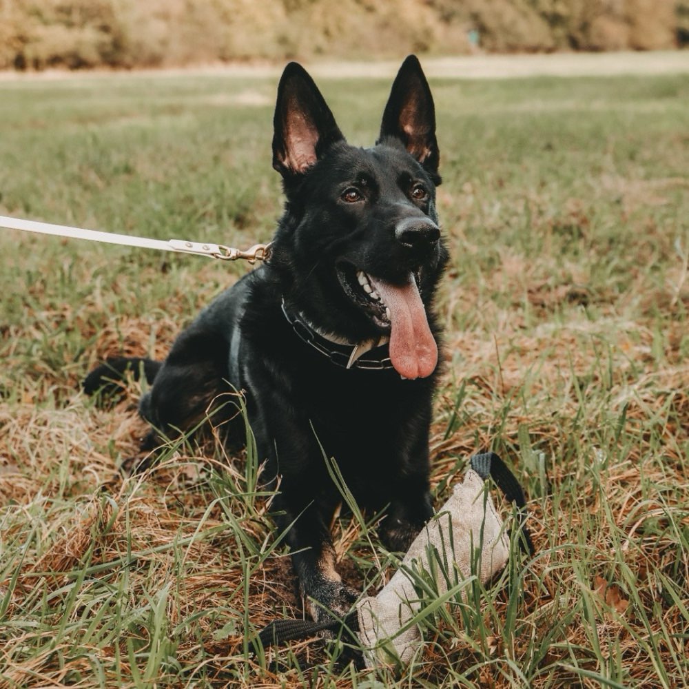 Hundetreffen-Gemeinsame Spaziergänge-Profilbild