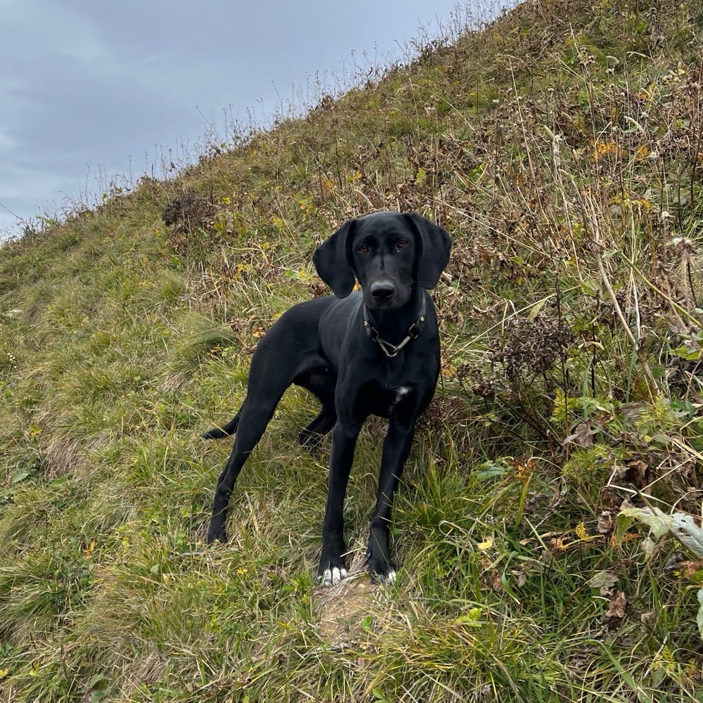 Hundetreffen-Andere Hunde zum Toben & Spielen-Profilbild