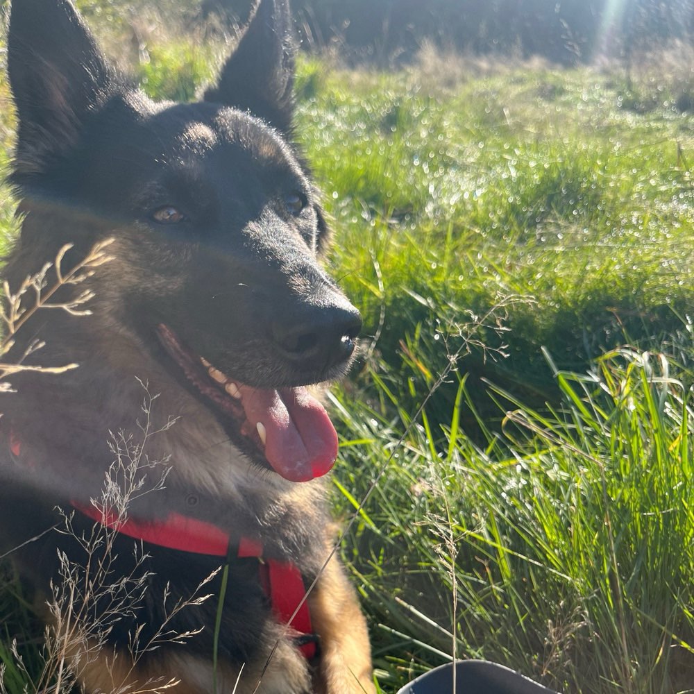 Hundetreffen-G-Profilbild
