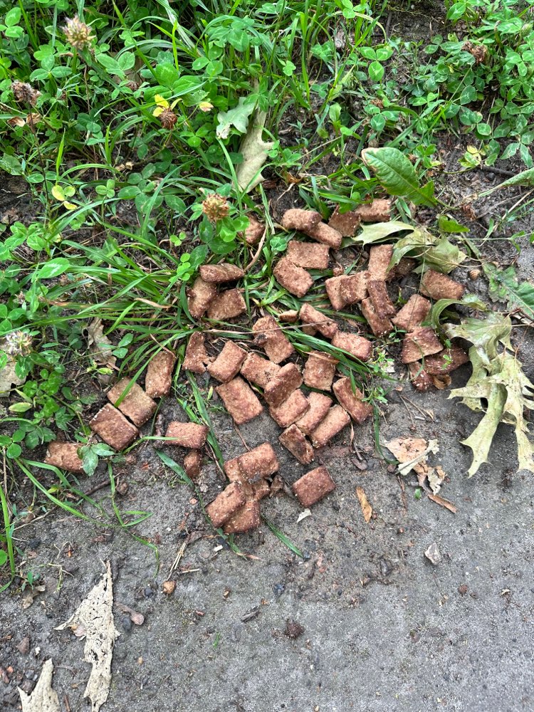 Giftköder-Hundenassfutter mit weißen Stückchen-Profilbild