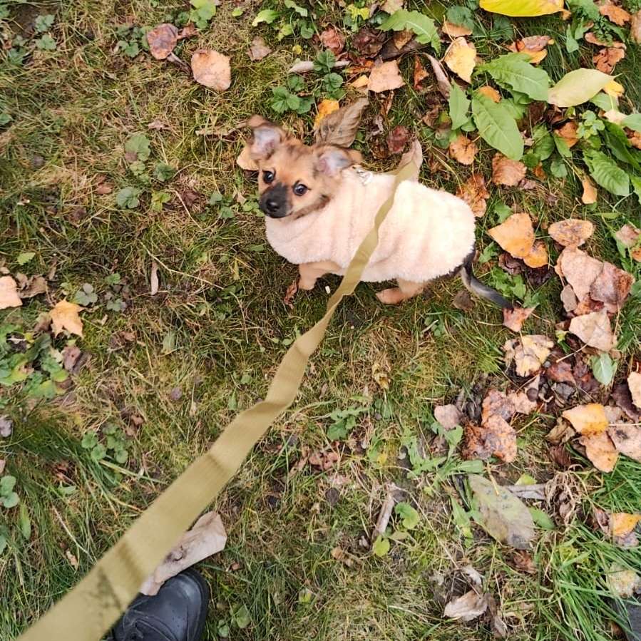 Hundetreffen-Welpentreffen in Prenzlauer Berg/Mitte-Profilbild