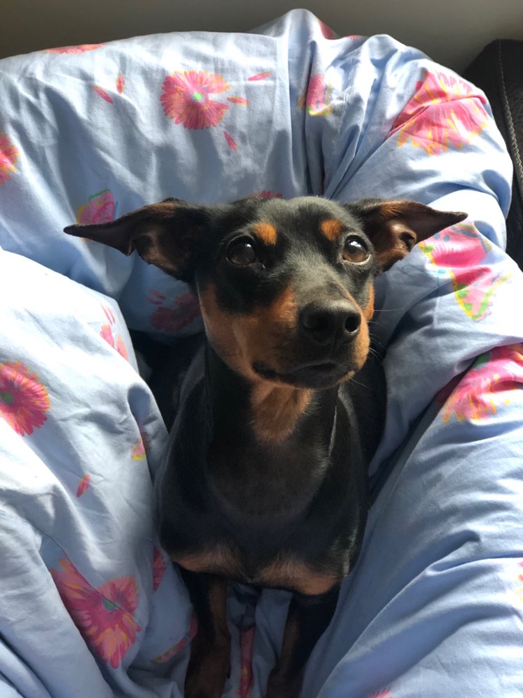 Hundetreffen-Hunde Treff für kleine Hunde-Profilbild