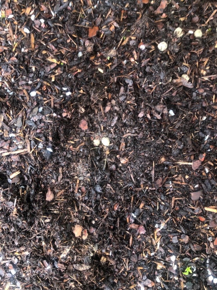 Giftköder-Verteilte Leckerlies-Profilbild