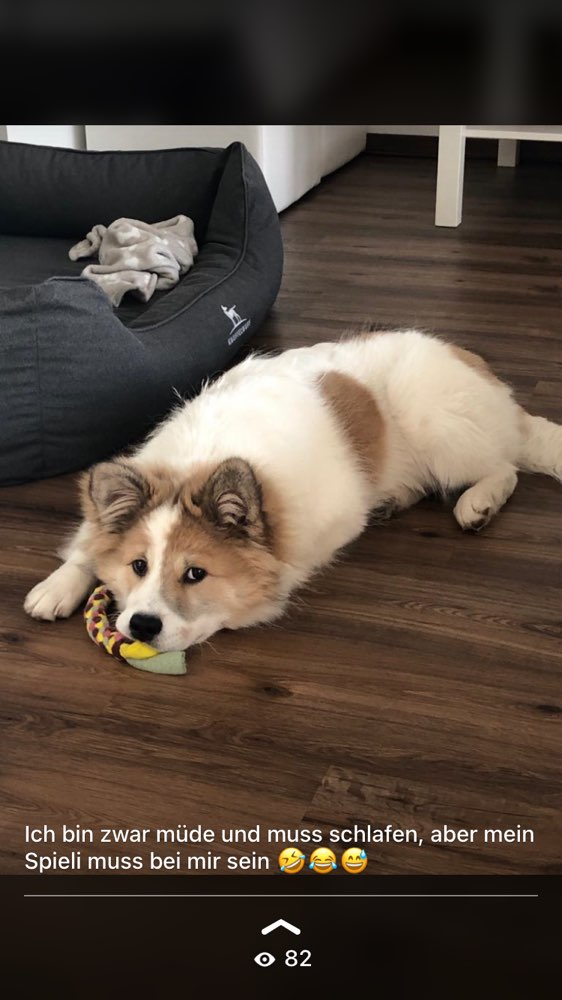 Hundetreffen-Elo Treffen-Profilbild