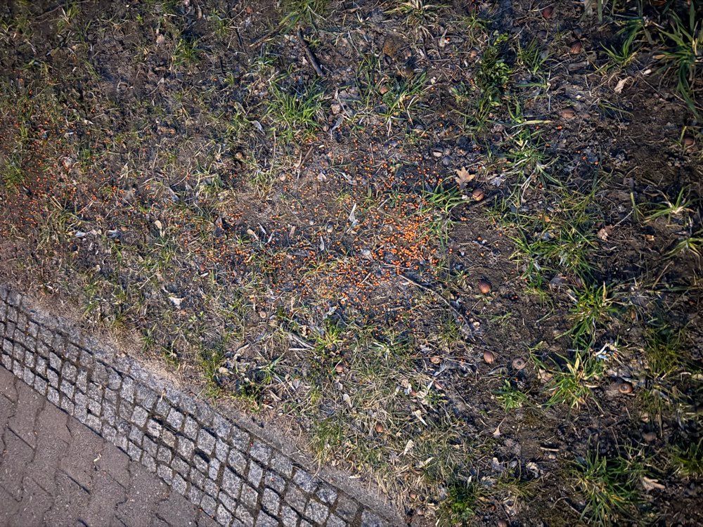 Giftköder-Rattengift auf den Boden.-Profilbild