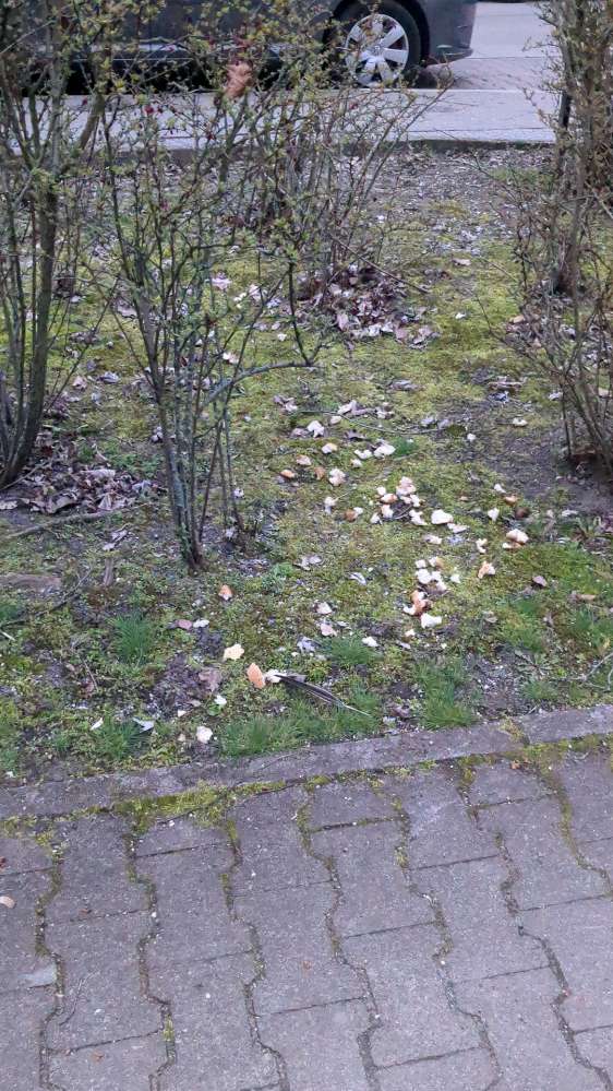 Giftköder-Brötchen stücken-Profilbild