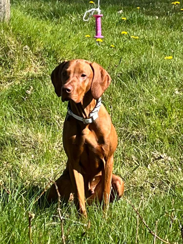 Hundetreffen-Spielkameraden gesucht 🐕‍🦺🐕‍🦺-Profilbild