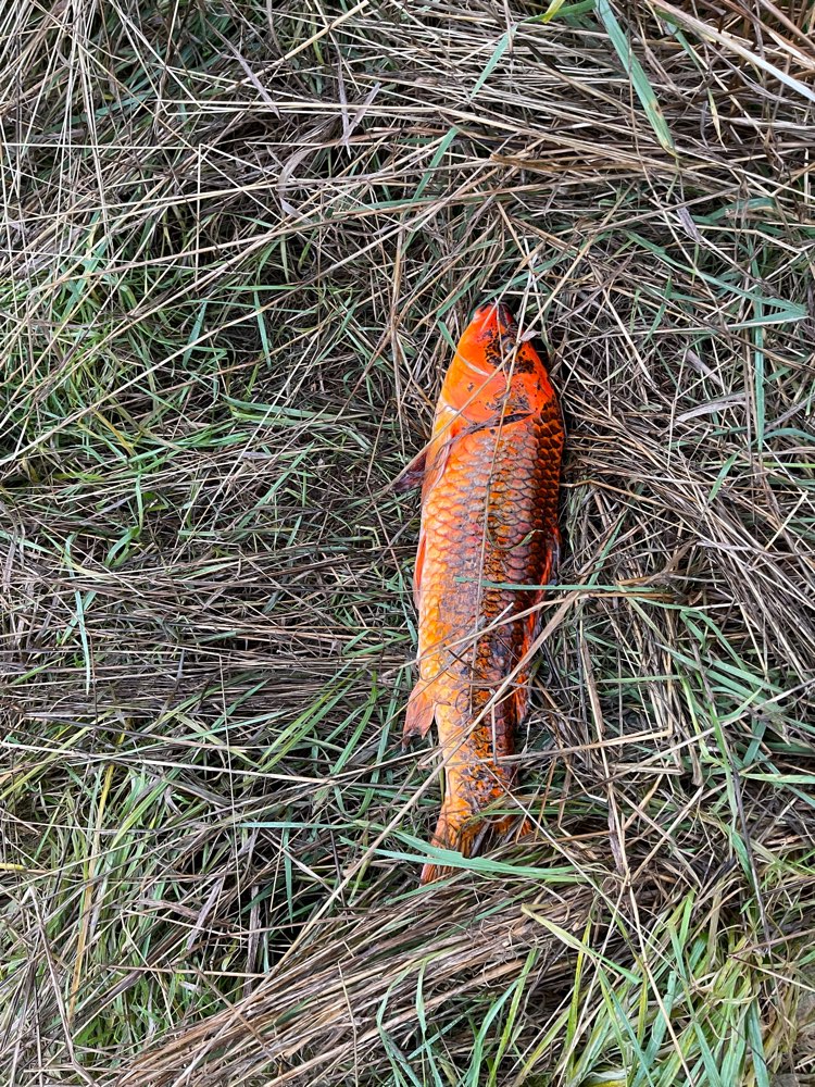 Giftköder-Vielleicht ein Giftköder oder auch nicht-Profilbild