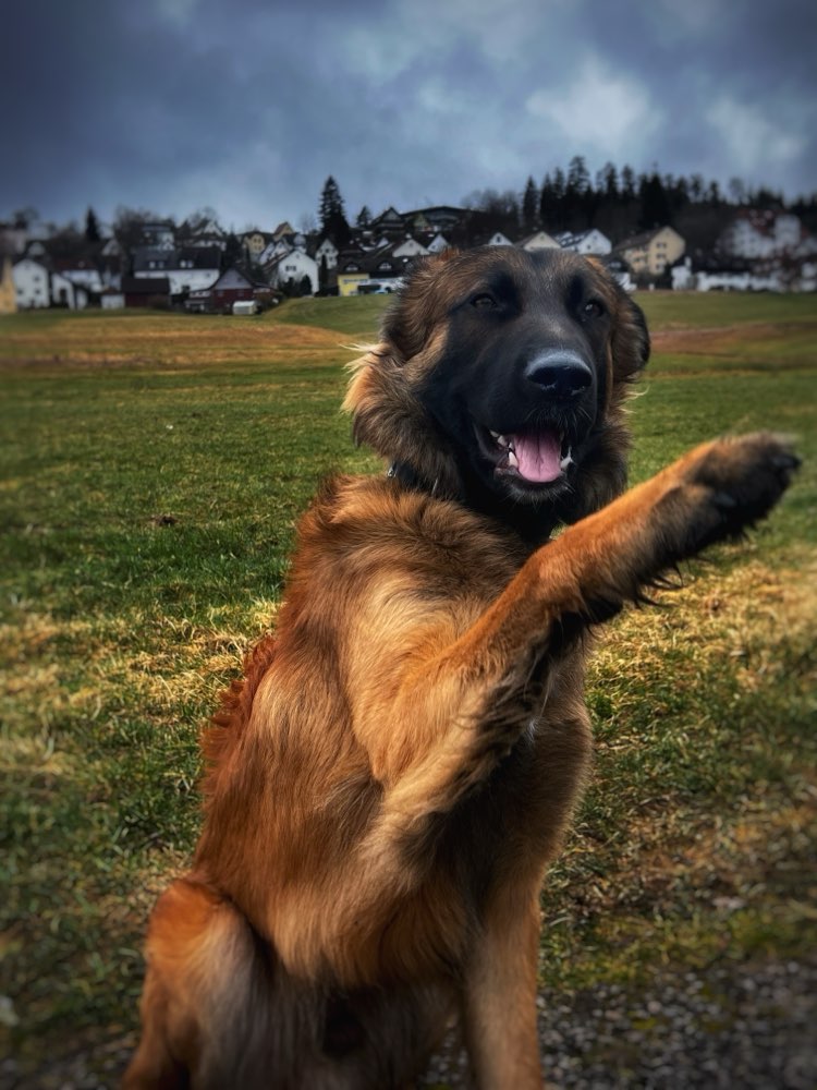 Hundetreffen-Ein Spaziergang zum Trainieren!-Profilbild