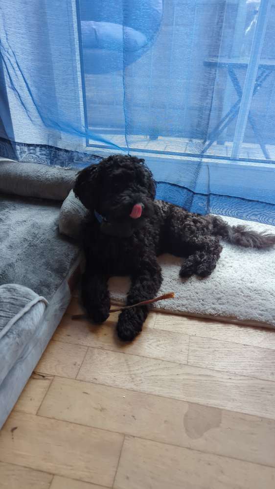 Hundetreffen-Spieltreffen kleine Welpen/Junghunde-Profilbild