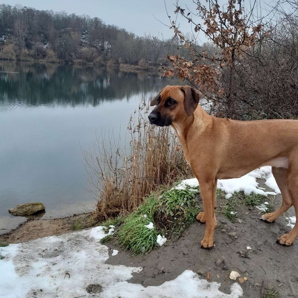 Hundetreffen-Spielrunde-Profilbild