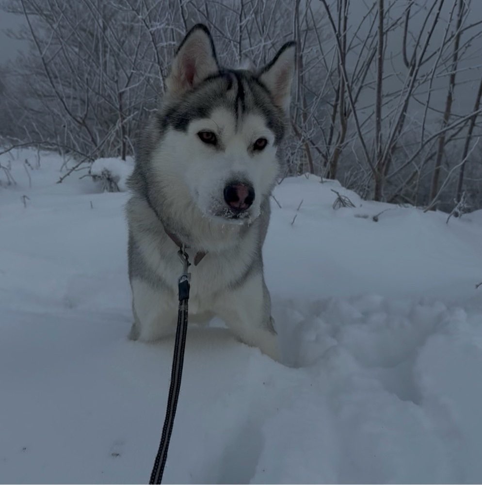Hundetreffen-Kairo sucht Friends-Profilbild