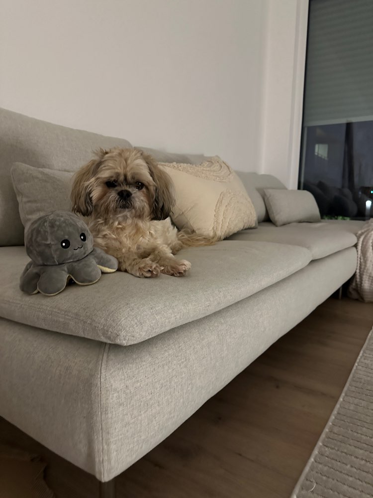 Hundetreffen-Gemeinsames Gassi Gehen (ruhige Hunde/Senioren)-Profilbild