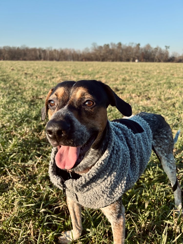 Hundetreffen-Spielpartner/in für Eddie gesucht-Profilbild