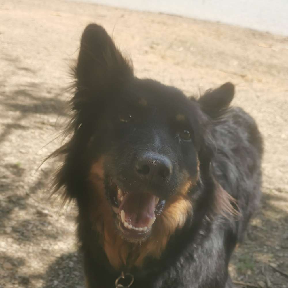 Hundetreffen-Welpentreffen in Oeventrop-Profilbild