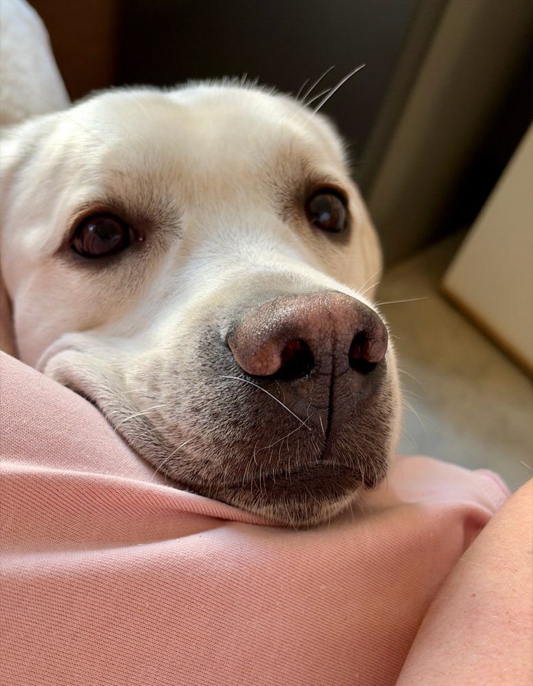 Hundetreffen-Treffen für eine nette Runde-Profilbild