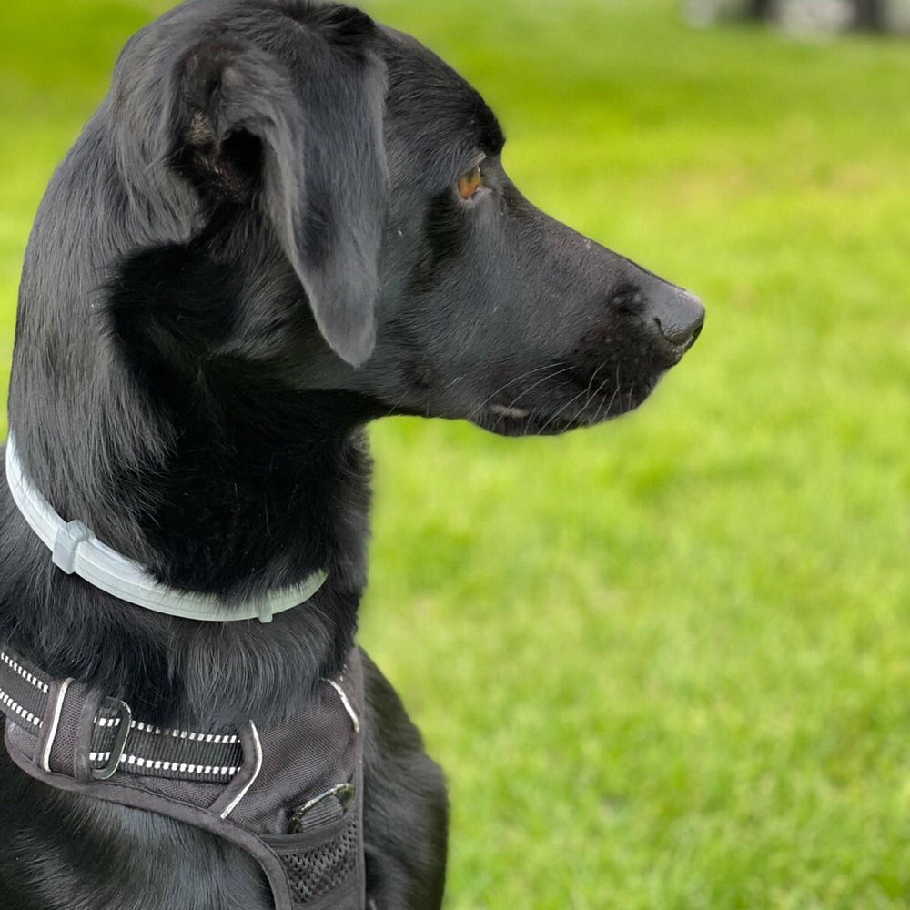 Hundetreffen-Hundebegegnungen üben bzw. trainieren-Profilbild