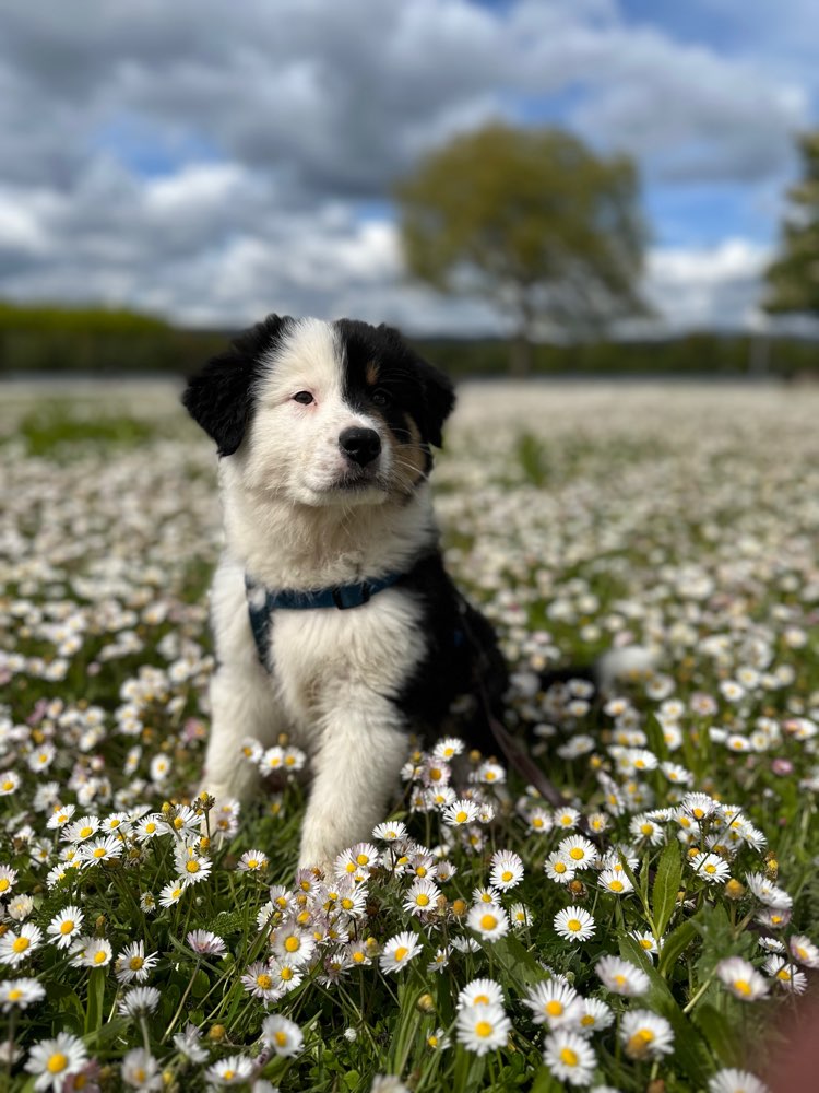 Hundetreffen-Welpen zum regelmäßigen Spielen gesucht-Profilbild