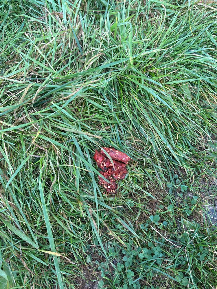 Giftköder-Vermeintlicher Giftköder-Profilbild